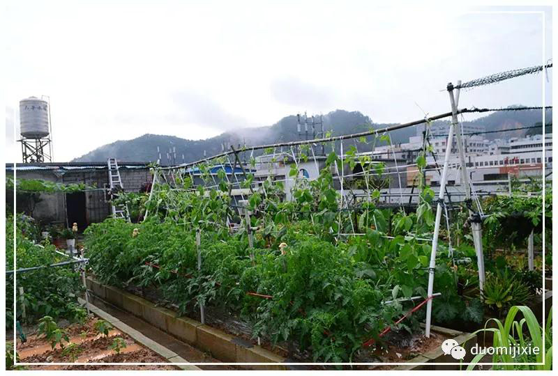 聽說了嗎，多米居然開始搞副業(yè)了？